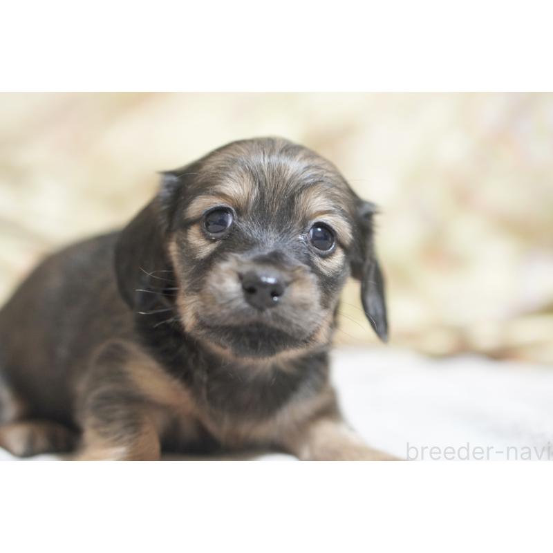 販売中の滋賀県のカニンヘンダックスフンド(ロングヘアード)-441978の6枚目