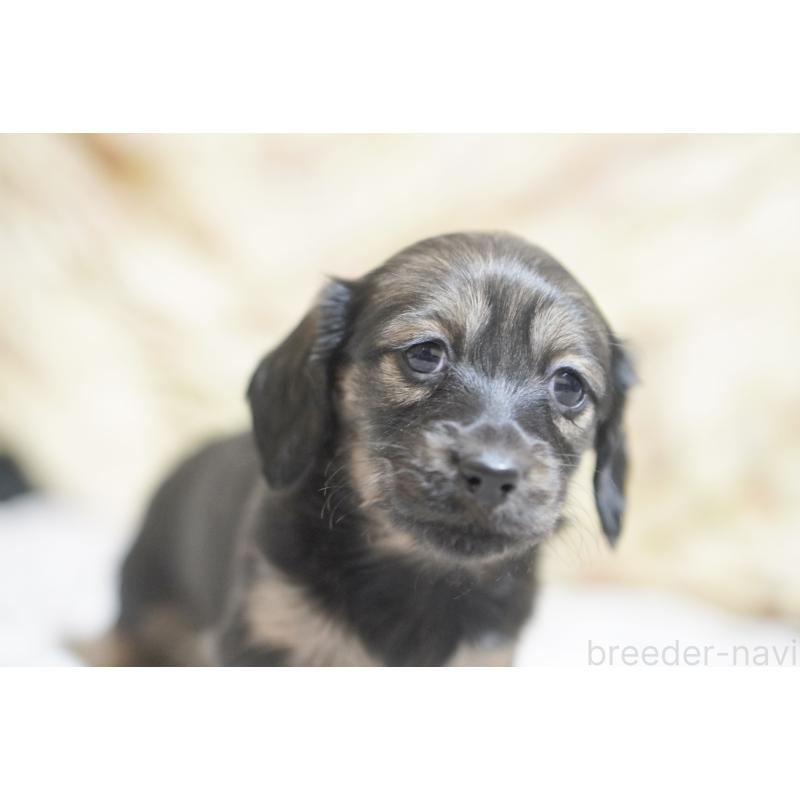 販売中の滋賀県のカニンヘンダックスフンド(ロングヘアード)-441977の8枚目