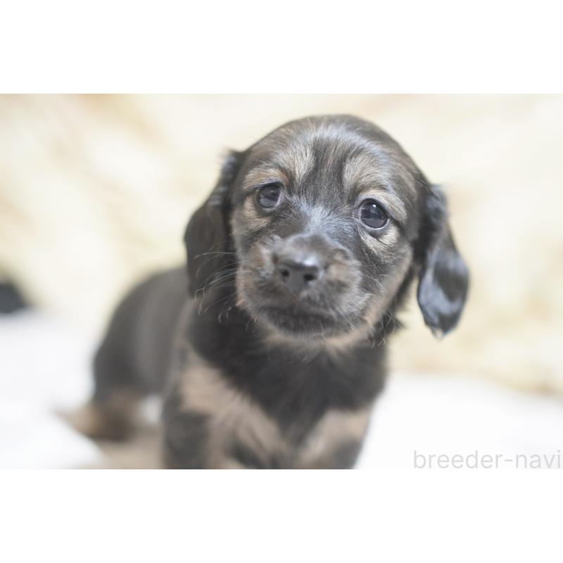 販売中の滋賀県のカニンヘンダックスフンド(ロングヘアード)-441977の7枚目