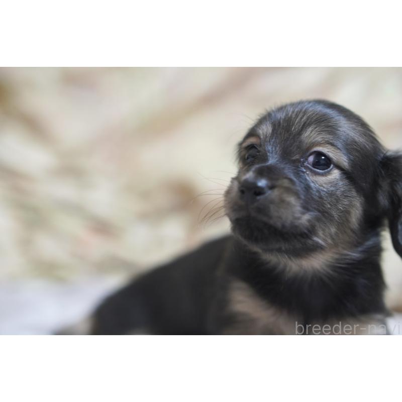 販売中の滋賀県のカニンヘンダックスフンド(ロングヘアード)-441981の10枚目