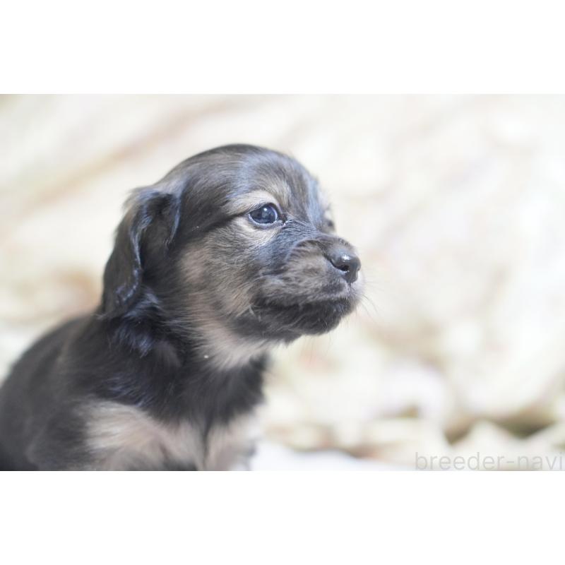 販売中の滋賀県のカニンヘンダックスフンド(ロングヘアード)-441981の9枚目