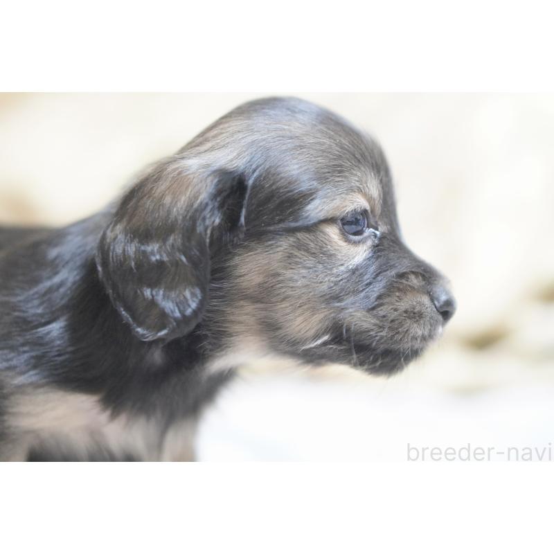 販売中の滋賀県のカニンヘンダックスフンド(ロングヘアード)-441981の8枚目