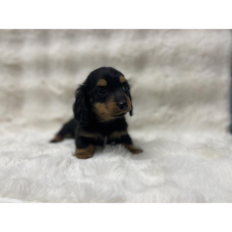 成約済の愛知県のミニチュアダックスフンド(ロングヘアード)-437053の4枚目