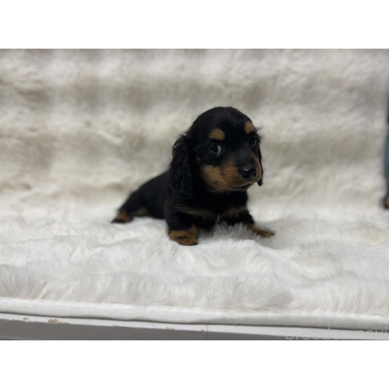 成約済の愛知県のミニチュアダックスフンド(ロングヘアード)-437053の3枚目