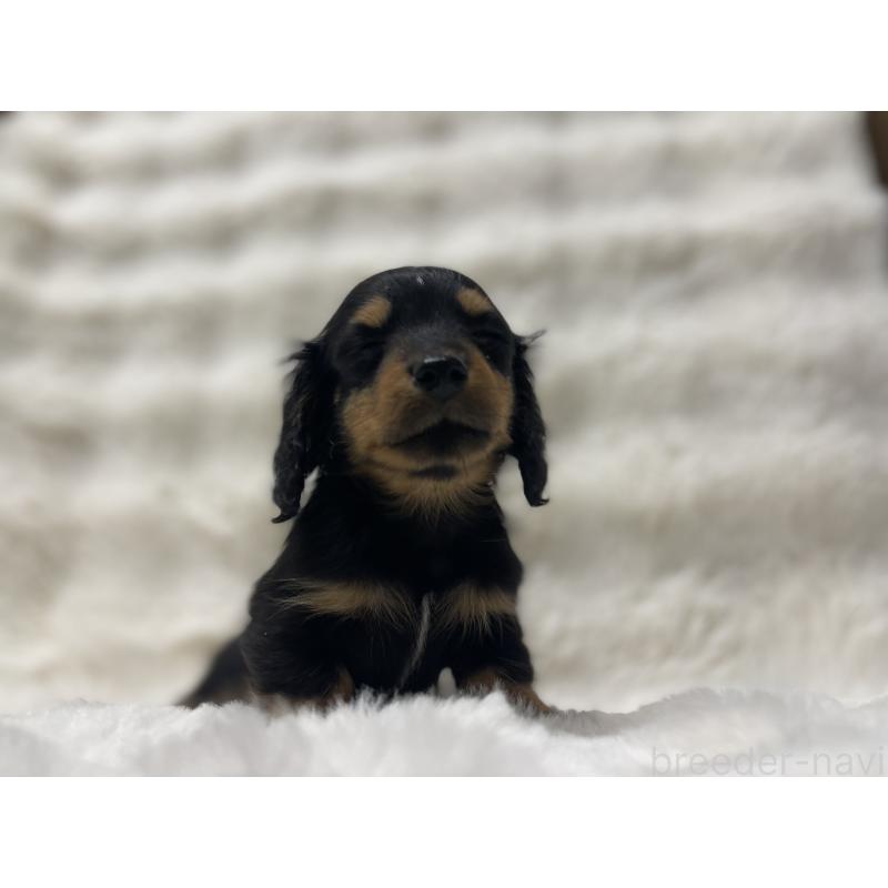 成約済の愛知県のミニチュアダックスフンド(ロングヘアード)-437053の2枚目