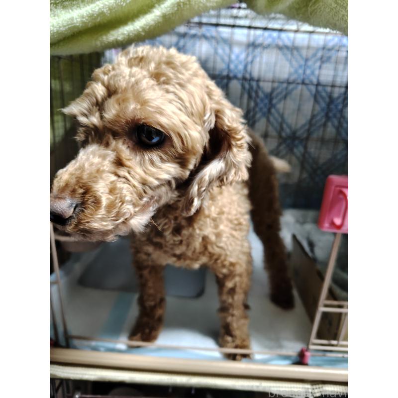 岩佐成美ブリーダーの詳細