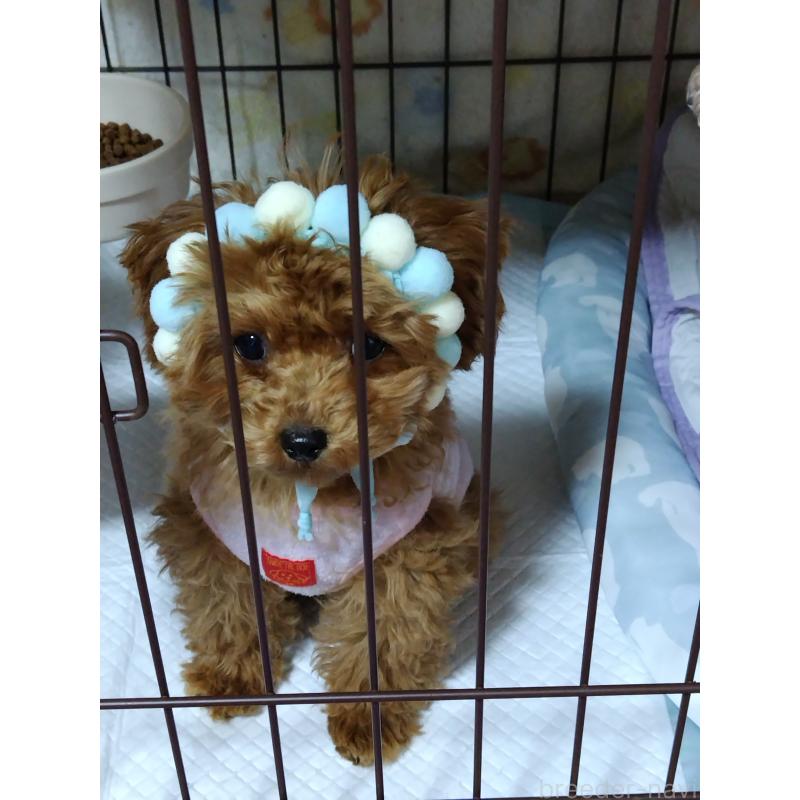 岩佐成美ブリーダーの詳細