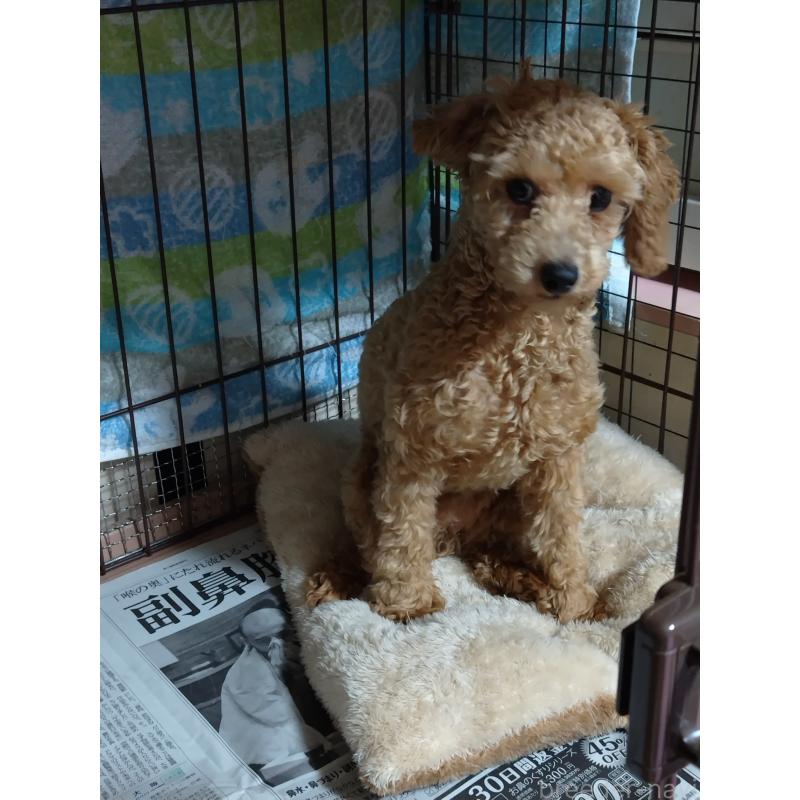 岩佐成美ブリーダーの詳細