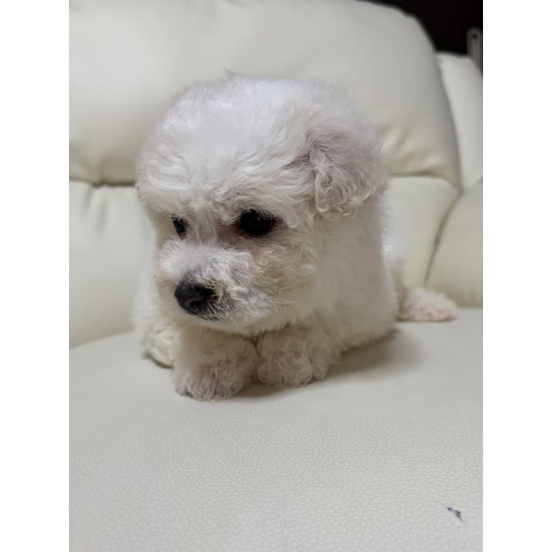 成約済の滋賀県のビションフリーゼ-440259の9枚目