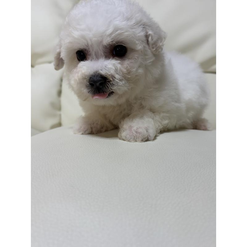 成約済の滋賀県のビションフリーゼ-440259の8枚目