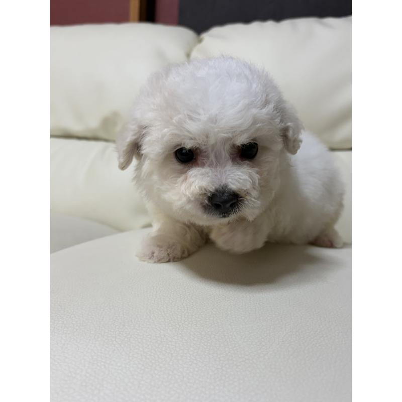 成約済の滋賀県のビションフリーゼ-440259の7枚目