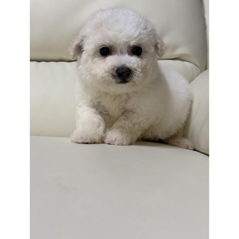 成約済の滋賀県のビションフリーゼ-440259の6枚目