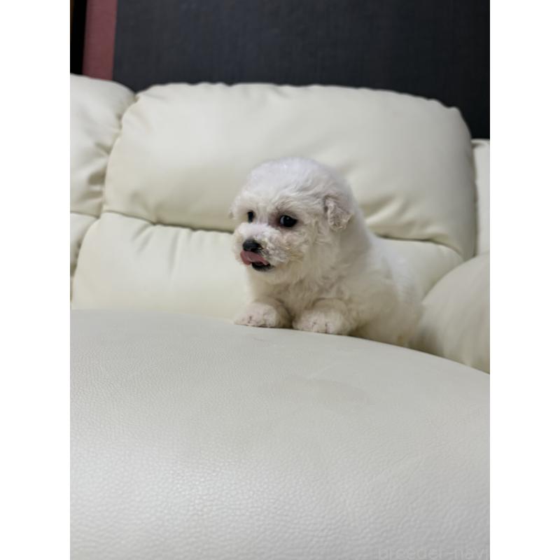 成約済の滋賀県のビションフリーゼ-440259の5枚目