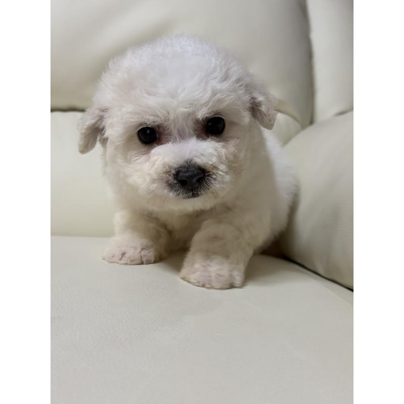 成約済の滋賀県のビションフリーゼ-440259の4枚目