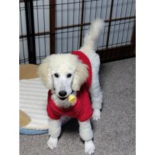 岩佐成美ブリーダー