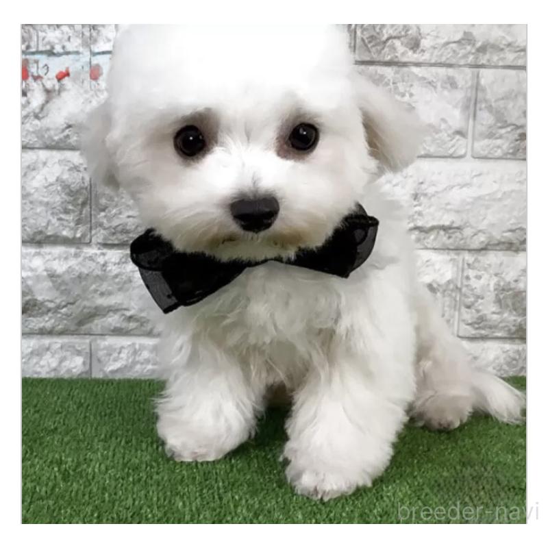 ♂︎ビションフリーゼ