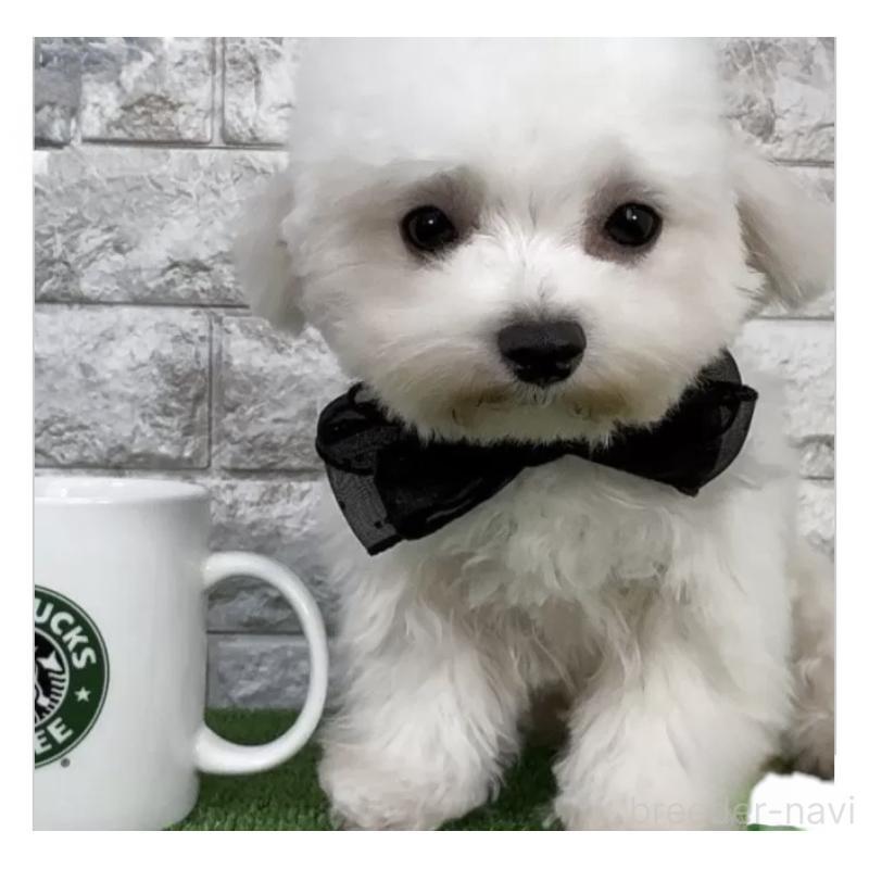 成約済の埼玉県のビションフリーゼ-422419の3枚目