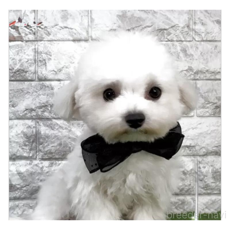 成約済の埼玉県のビションフリーゼ-422419の2枚目