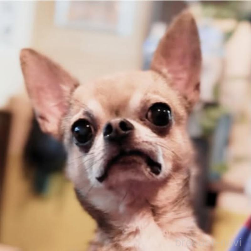 成約済の静岡県のチワワ(スムースコート)-411623の3枚目