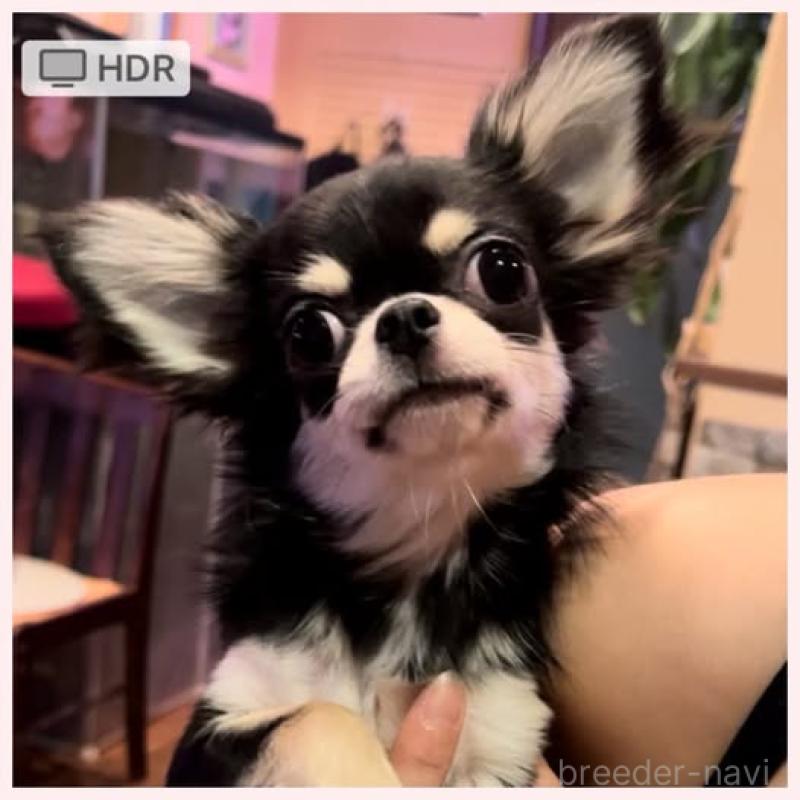 成約済の静岡県のチワワ(スムースコート)-411623の2枚目