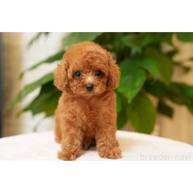 犬舎紹介の神奈川県の犬舎紹介-5407の2枚目