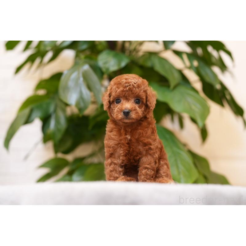 犬舎紹介の神奈川県の犬舎紹介-5407の3枚目