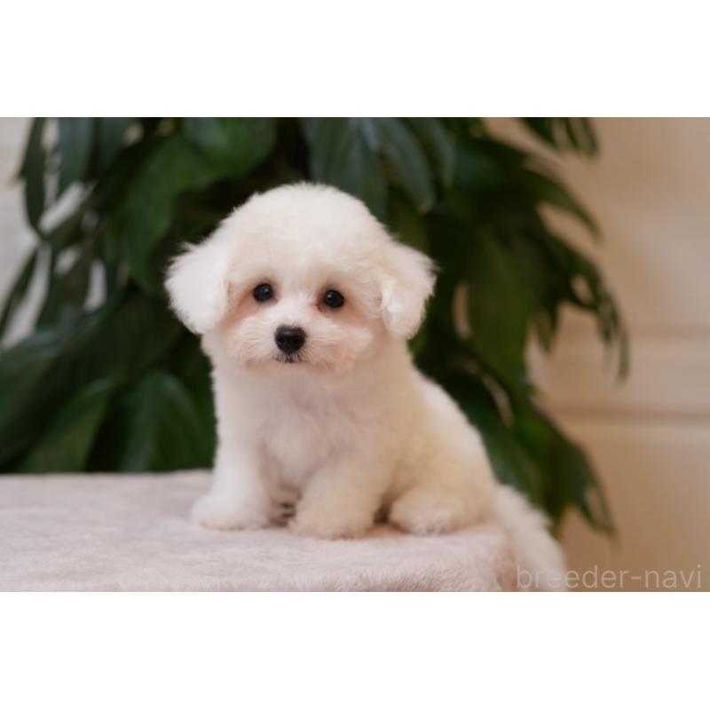 犬舎紹介の神奈川県の犬舎紹介-5407の4枚目