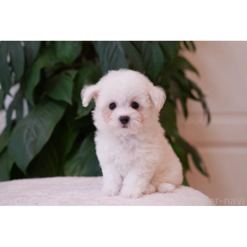 犬舎紹介の神奈川県の犬舎紹介-5407の5枚目