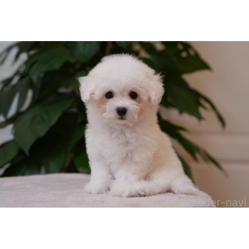 犬舎紹介の群馬県の犬舎紹介-5408の4枚目