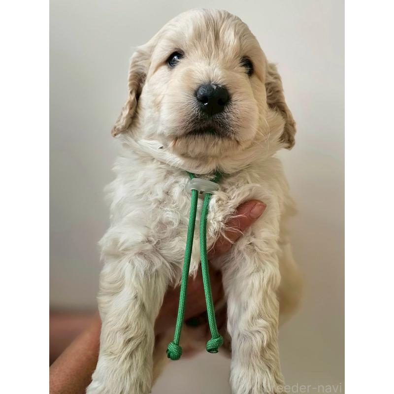 成約済の長野県のゴールデンドゥードル:ゴールデンレトリーバー×プードル-442301の3枚目