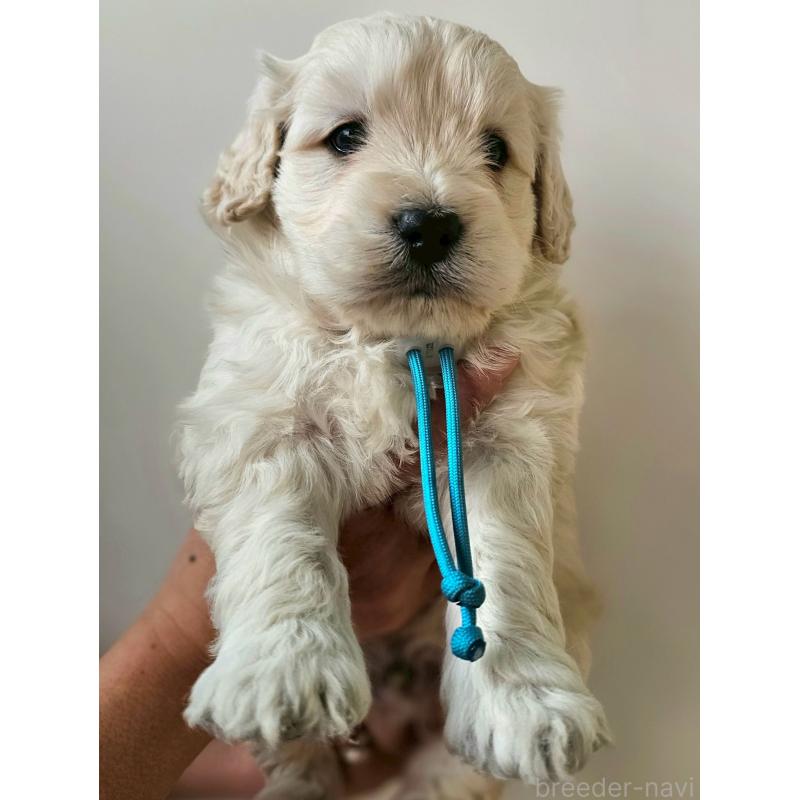 成約済の長野県のゴールデンドゥードル:ゴールデンレトリーバー×プードル-442300の4枚目