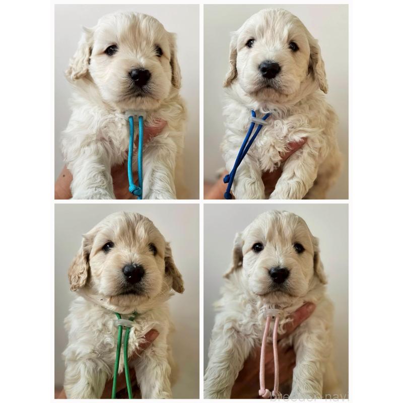 成約済の長野県のゴールデンドゥードル:ゴールデンレトリーバー×プードル-442300の3枚目