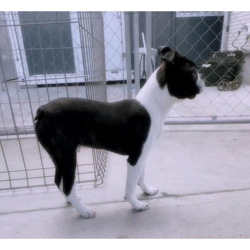 成約済の愛知県のボストンテリア-433856の4枚目