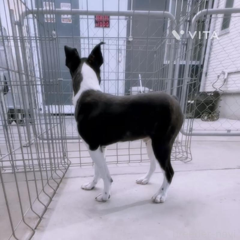 成約済の愛知県のボストンテリア-433856の3枚目