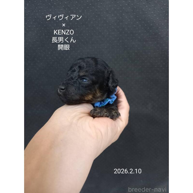 成約済の大阪府のタイニープードル-441598の3枚目