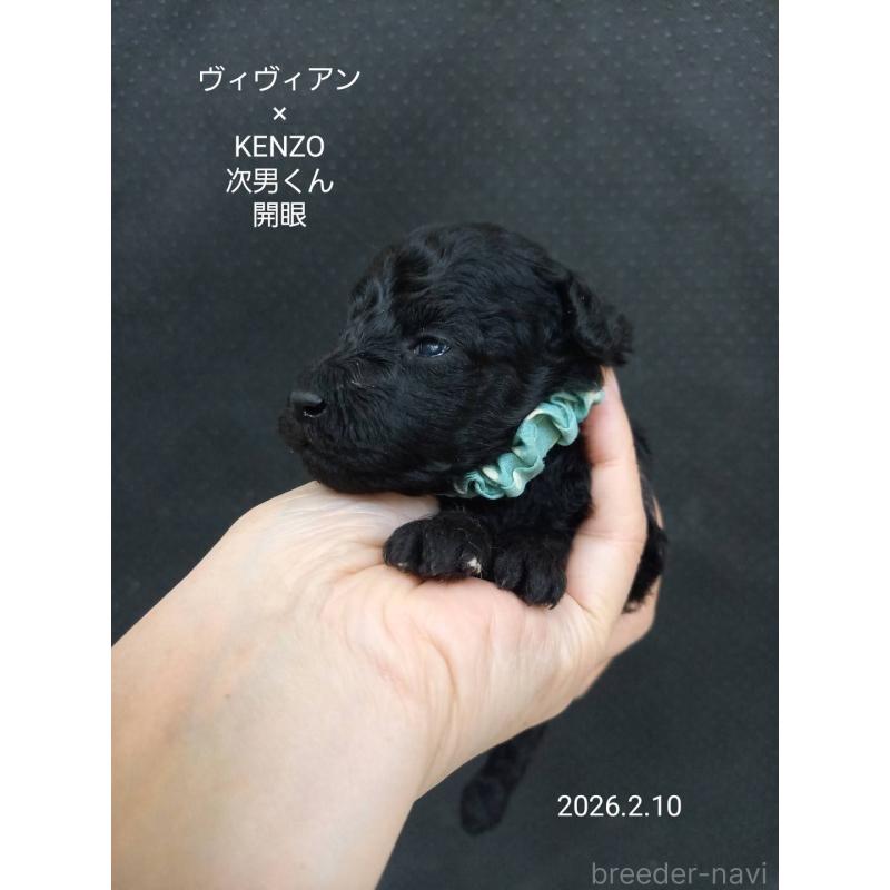 成約済の大阪府のタイニープードル-441606の2枚目