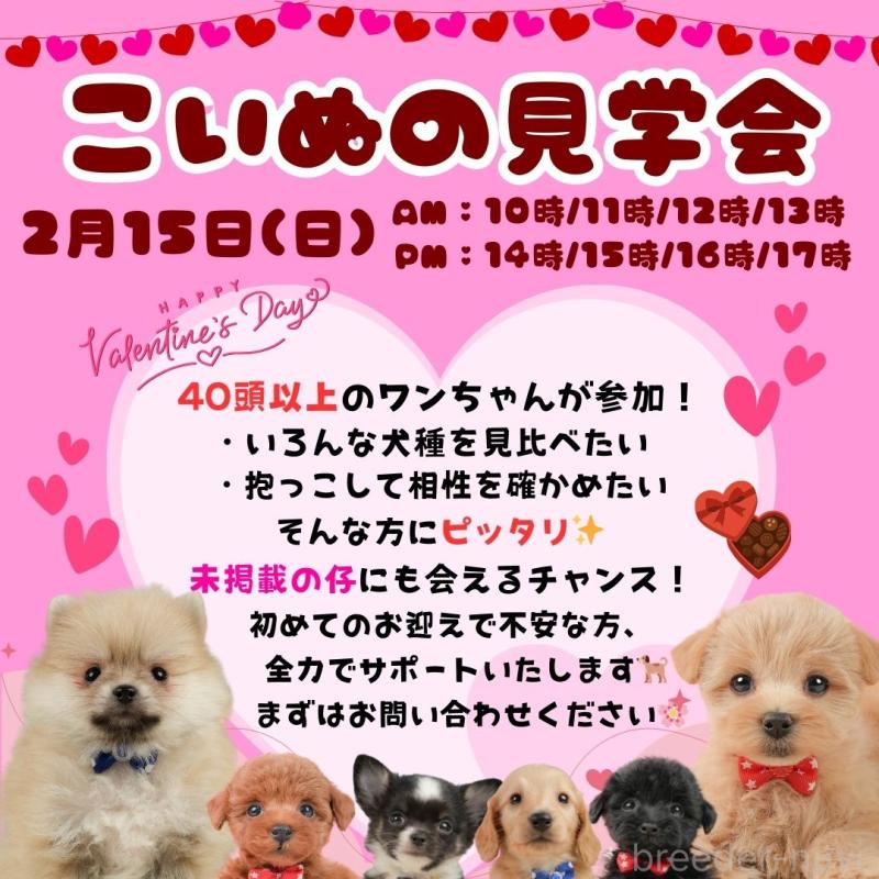 成約済の静岡県のポメラニアン-443648の3枚目