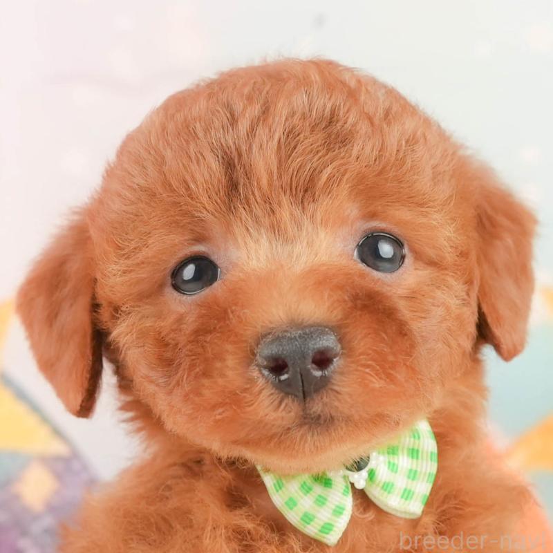 ♀︎トイプードル