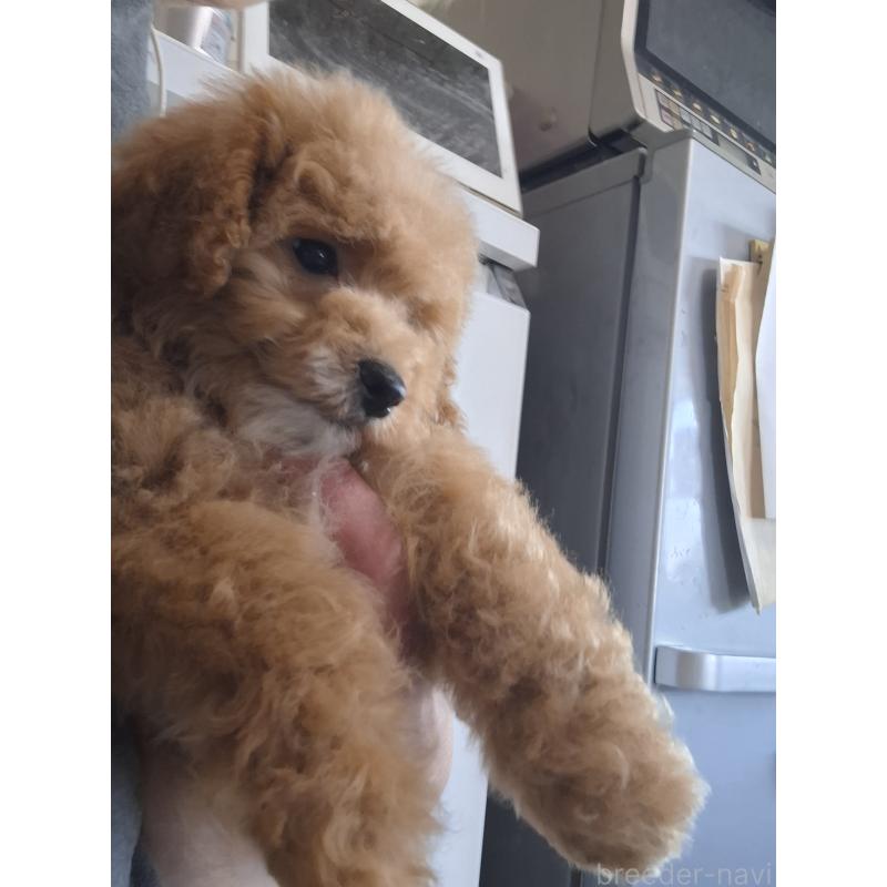 販売中の群馬県のビションプー:ビションフリーゼ×トイプードル-432999の15枚目