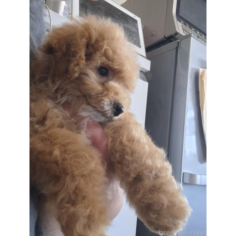 販売中の群馬県のビションプー:ビションフリーゼ×トイプードル-432999の14枚目