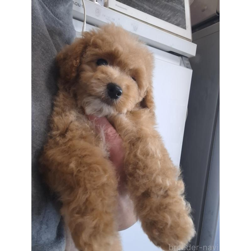 販売中の群馬県のビションプー:ビションフリーゼ×トイプードル-432999の12枚目