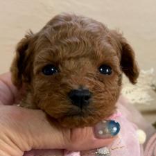 ♀︎タイニープードル