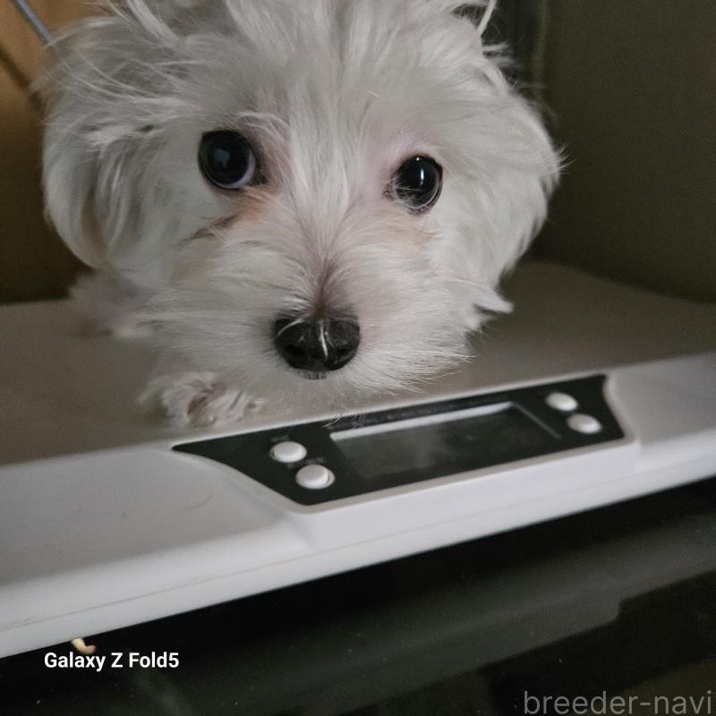 販売中の愛知県のチワマル:チワワ×マルチーズ-432436の7枚目