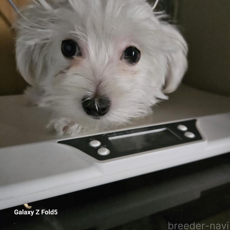 販売中の愛知県のチワマル:チワワ×マルチーズ-432436の6枚目