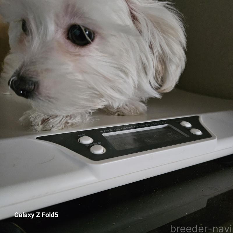 販売中の愛知県のチワマル:チワワ×マルチーズ-432436の5枚目