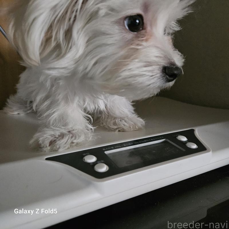 販売中の愛知県のチワマル:チワワ×マルチーズ-432436の4枚目