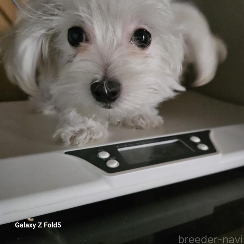 販売中の愛知県のチワマル:チワワ×マルチーズ-432436の3枚目