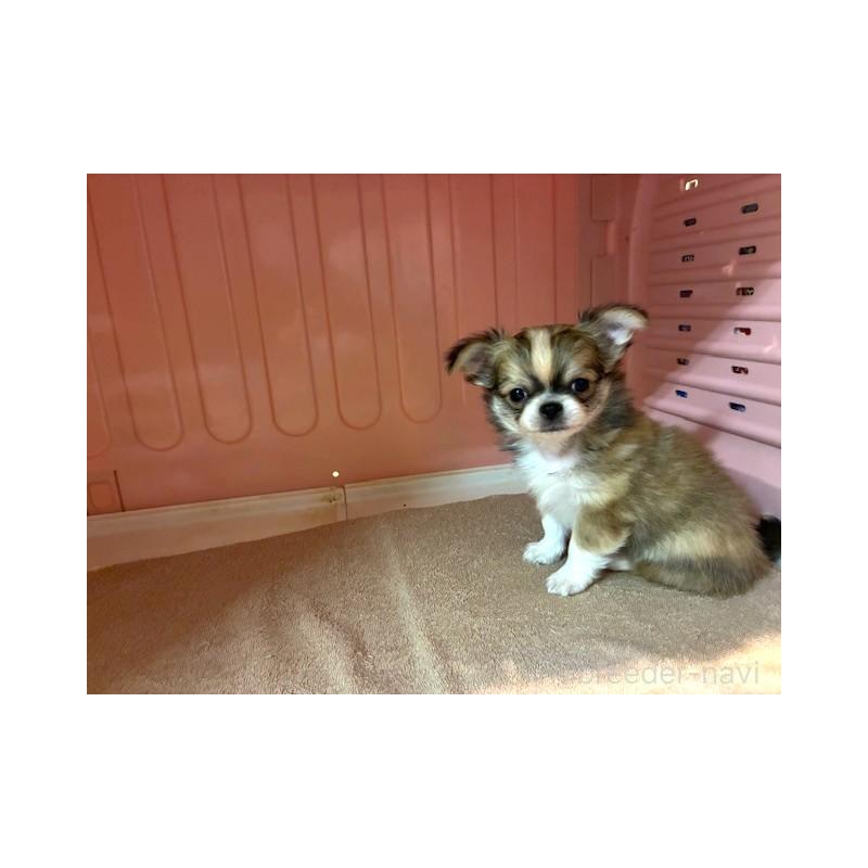 成約済の東京都のチワワ(ロングコート)-441439の6枚目