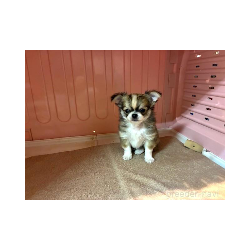 成約済の東京都のチワワ(ロングコート)-441439の4枚目