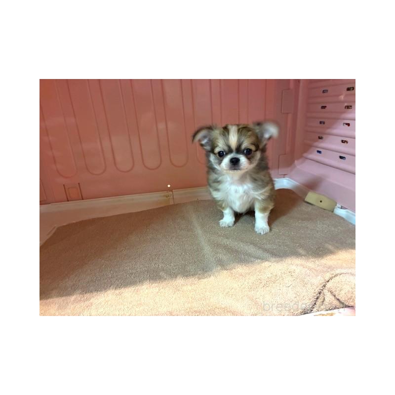 成約済の東京都のチワワ(ロングコート)-441439の3枚目